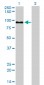 ZW10 Antibody (monoclonal) (M05)